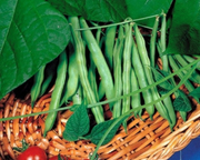 Derby Bush Snap Bean Seeds