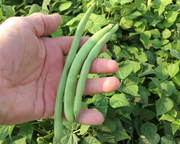 Green Crop Bush Bean Seeds