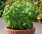 Dolce Fresca Basil Seeds