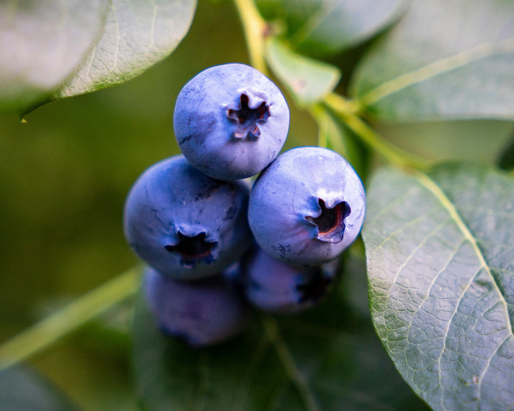 Berries