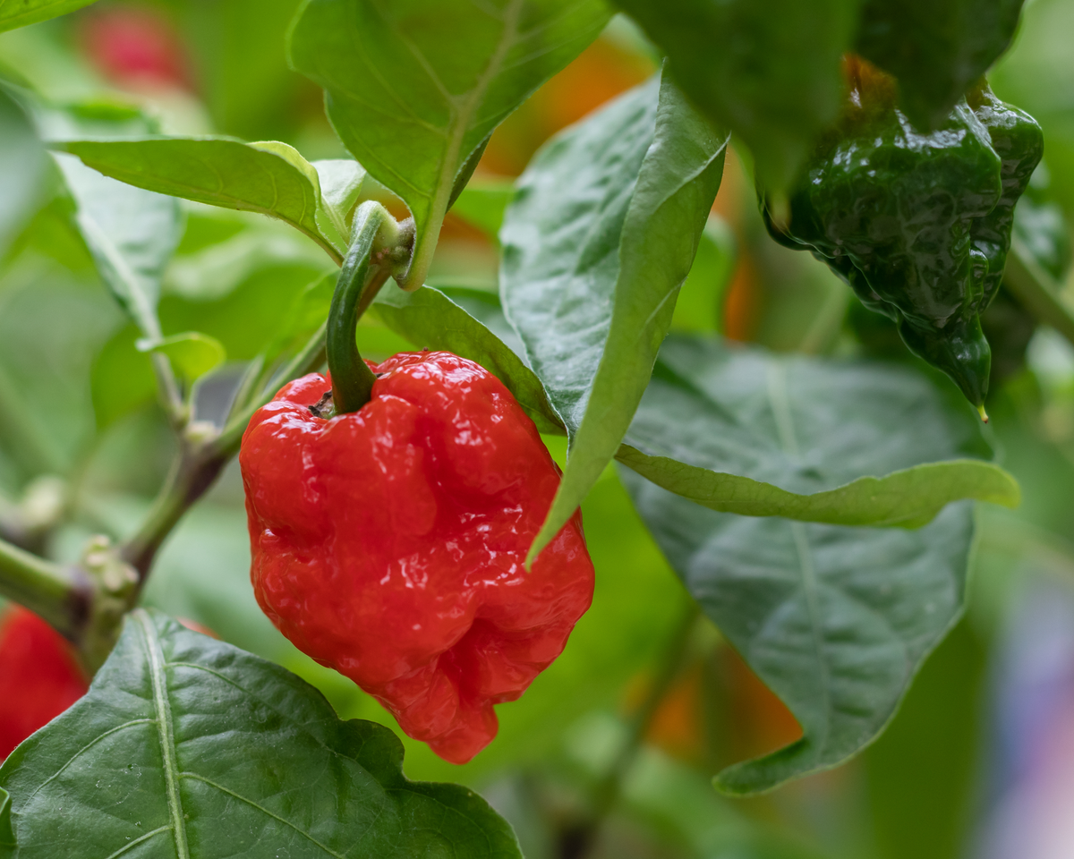 Dorset Naga Super-Hot Pepper Seeds