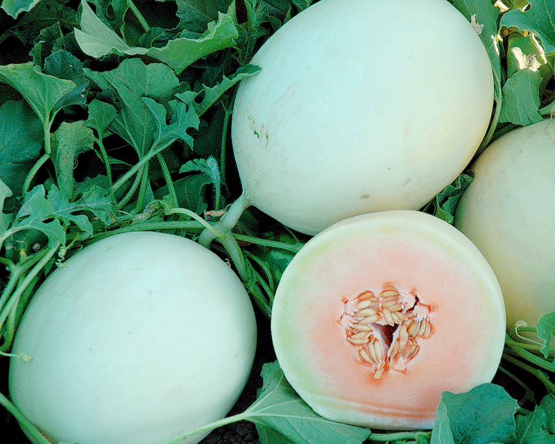 Double Dew Improved Hybrid Melon Seeds
