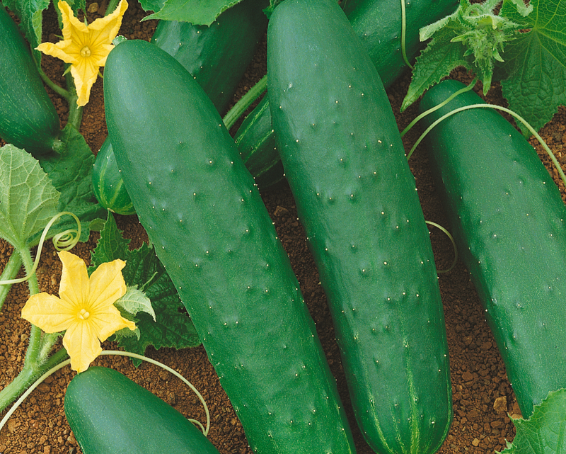 cucumbers from seed or plant Double Yield Cucumber Seeds — Seeds 'n Such