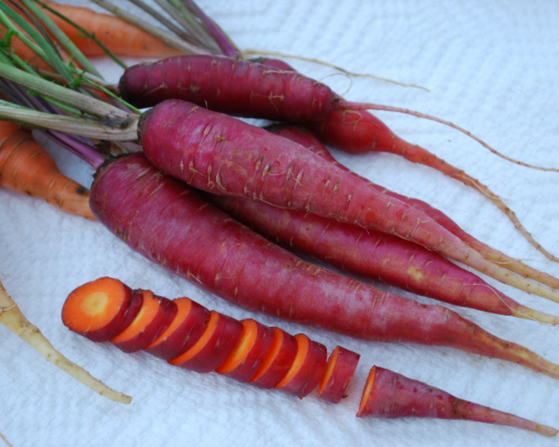 Bulk: Dragon Carrot Seeds