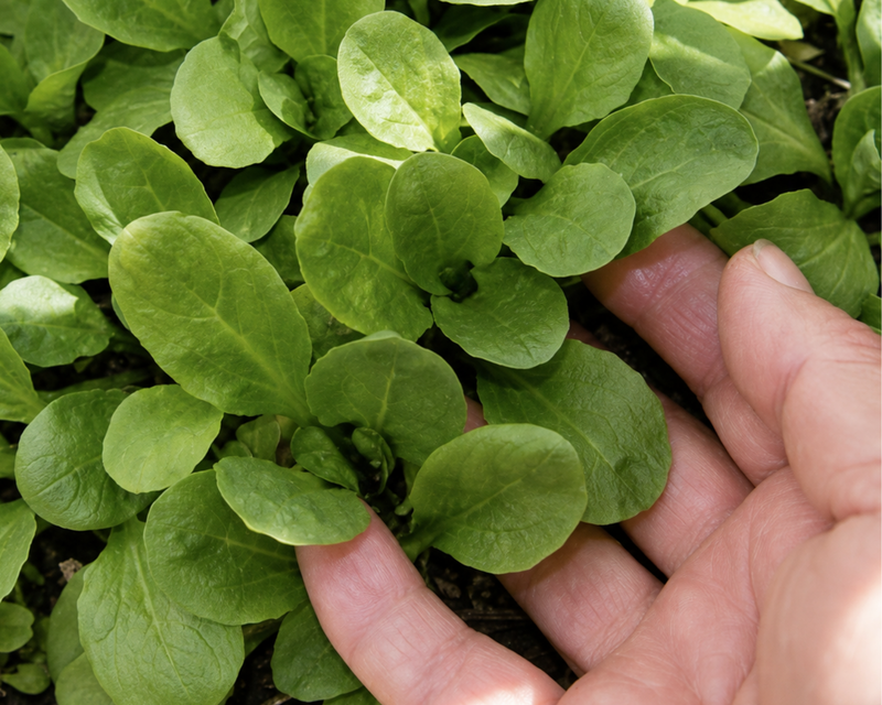 Dutch Vit Mâche Seeds