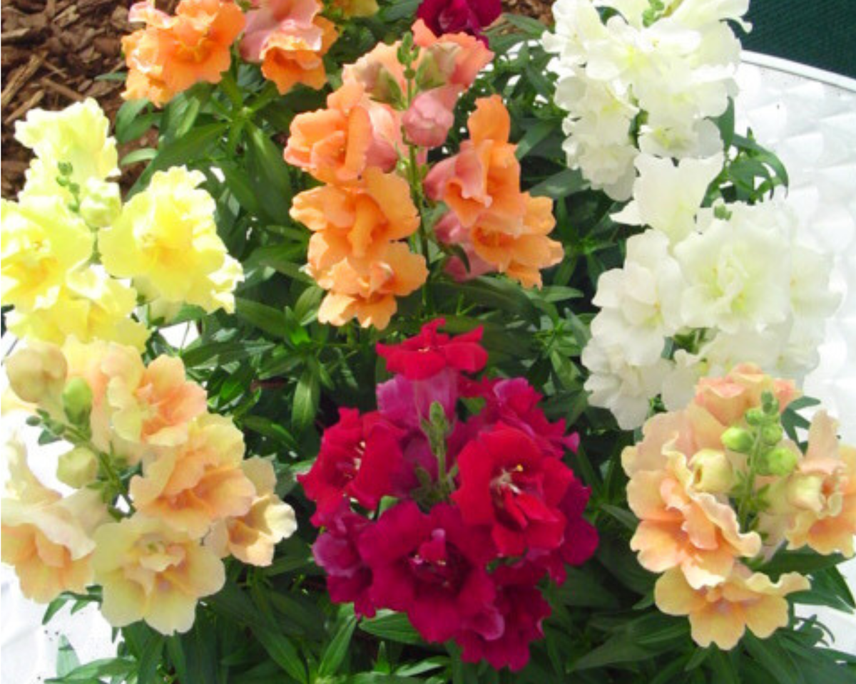 Dwarf Twinny Series Formula Mix Snapdragon Seeds