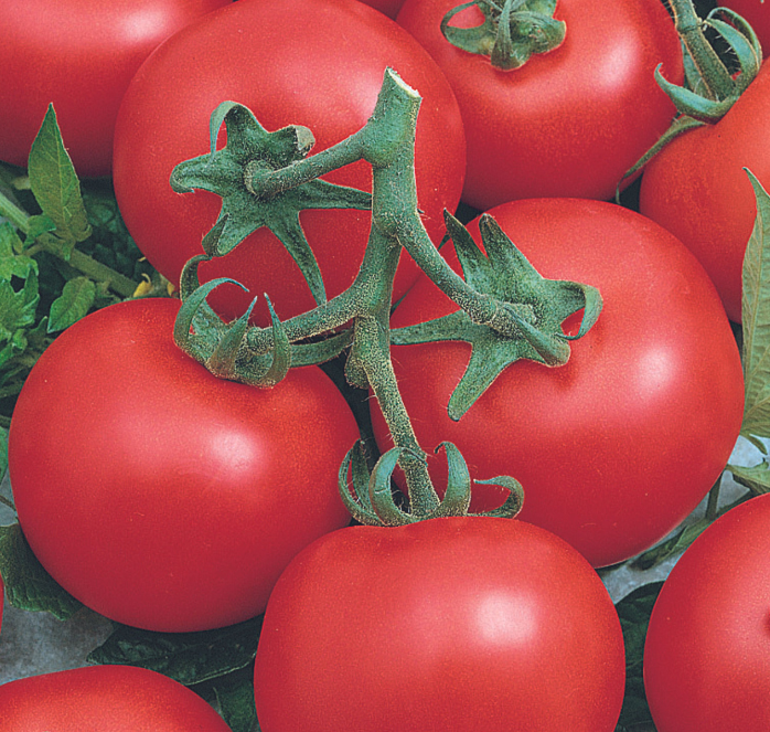 planting seeds from hybrid tomatoes Early Doll Hybrid Tomato Seeds