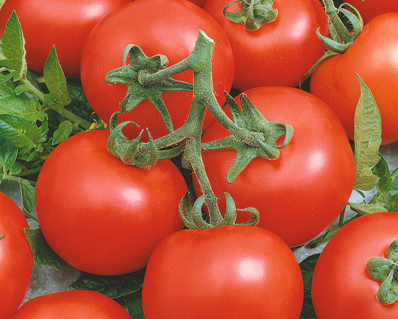 Early Doll Hybrid Tomato Seeds