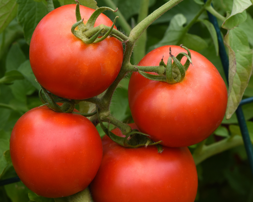 Early hybrid tomatoes (Early Girl, hybrid tomatoes, disease resistance, Early Darling, early hybrid) Early hybrid tomatoes