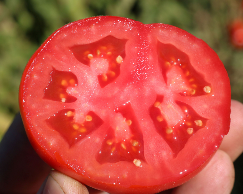 Early Girl Plus Hybrid Tomato Seeds
