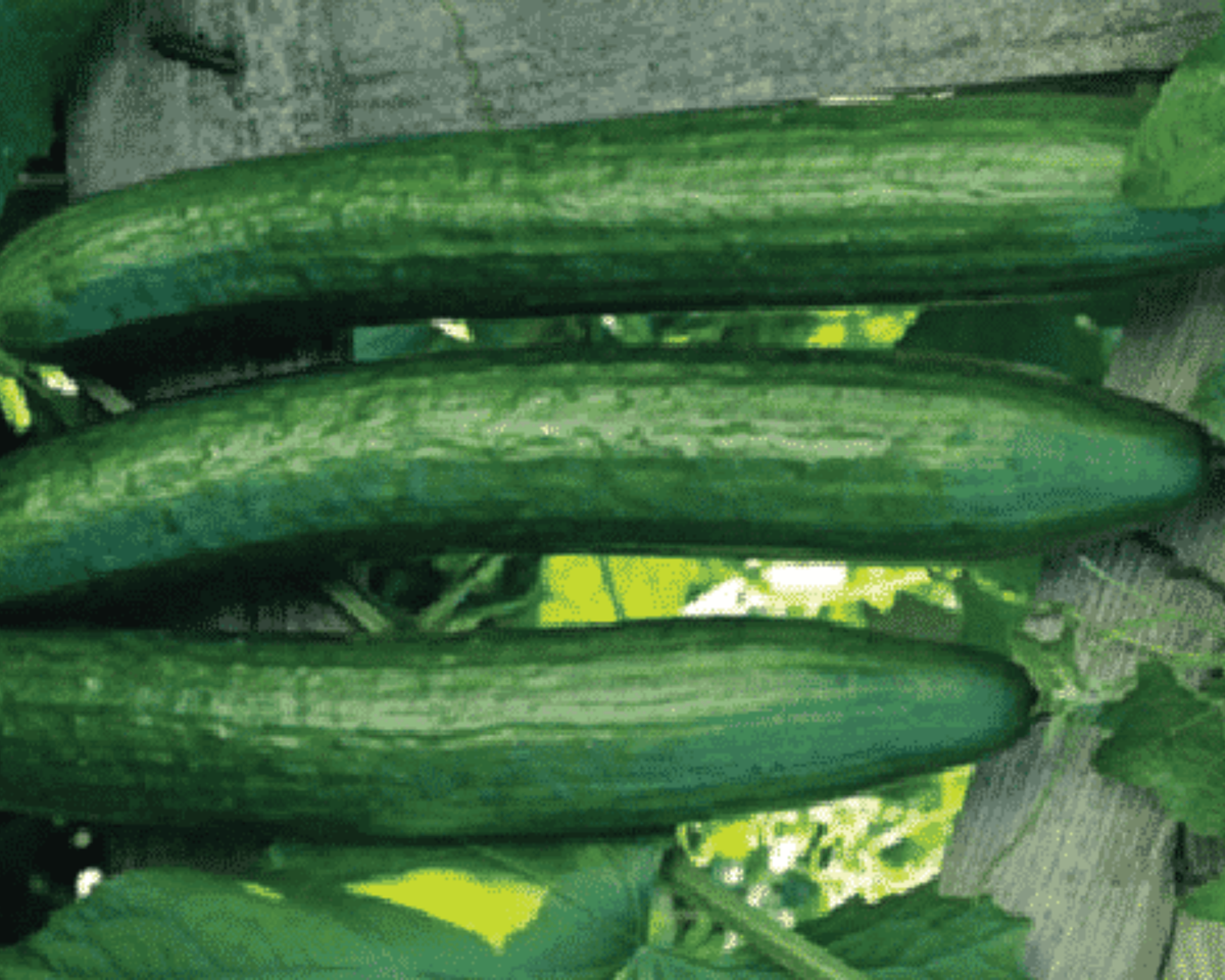 Early Spring Burpless Hybrid Cucumber Seeds — Seeds 'n Such