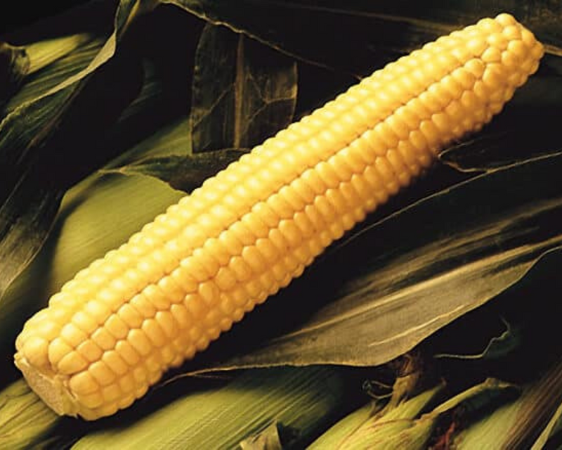 Early Sunglow (yellow su) Hybrid Sweet Corn Seeds