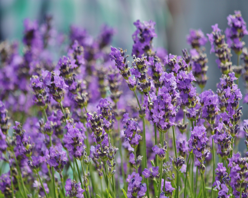 English Lavender Seeds