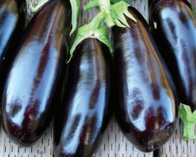 Epic Hybrid Eggplant Seeds