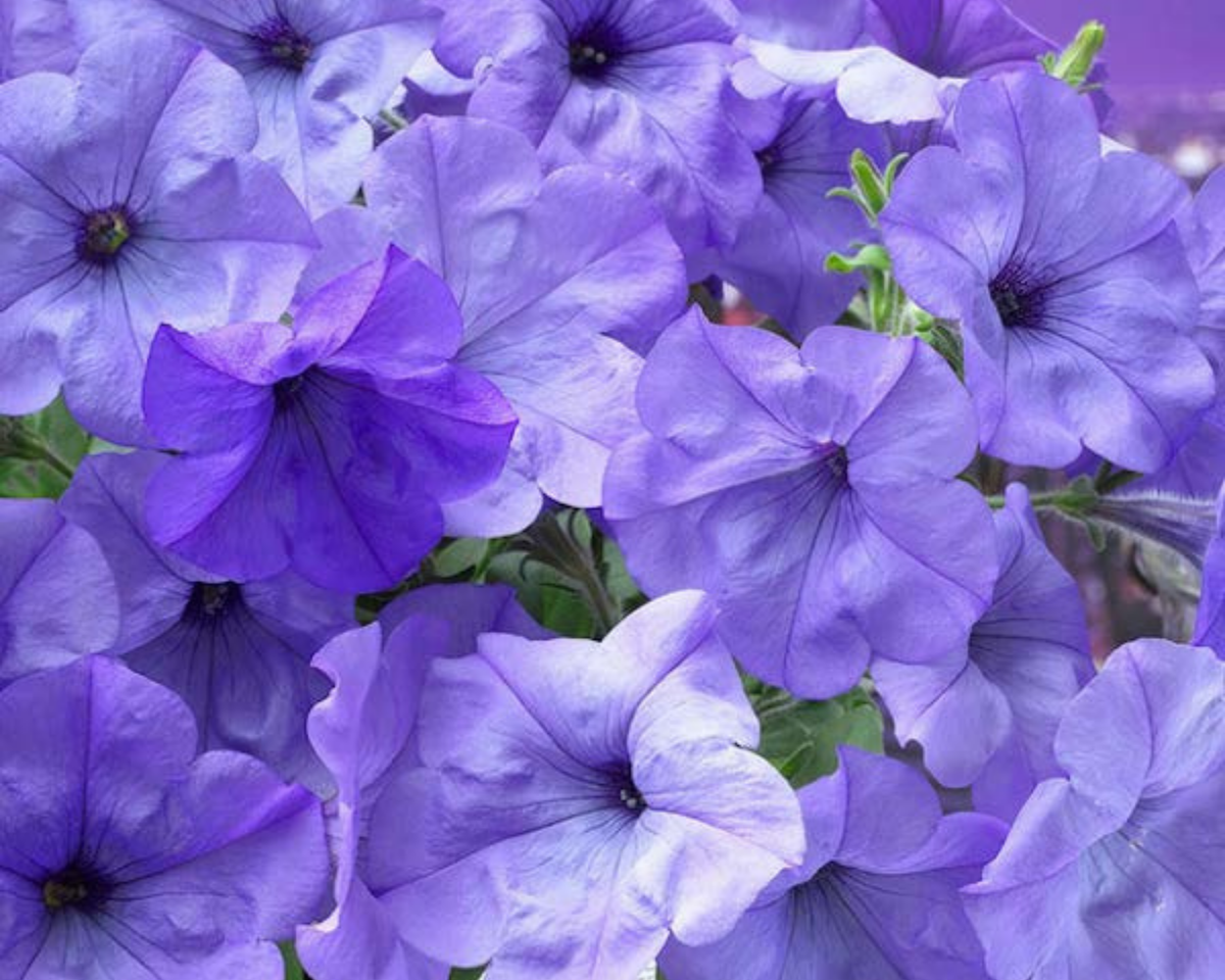 Evening Scentsation Hybrid Spreading Petunia Seeds