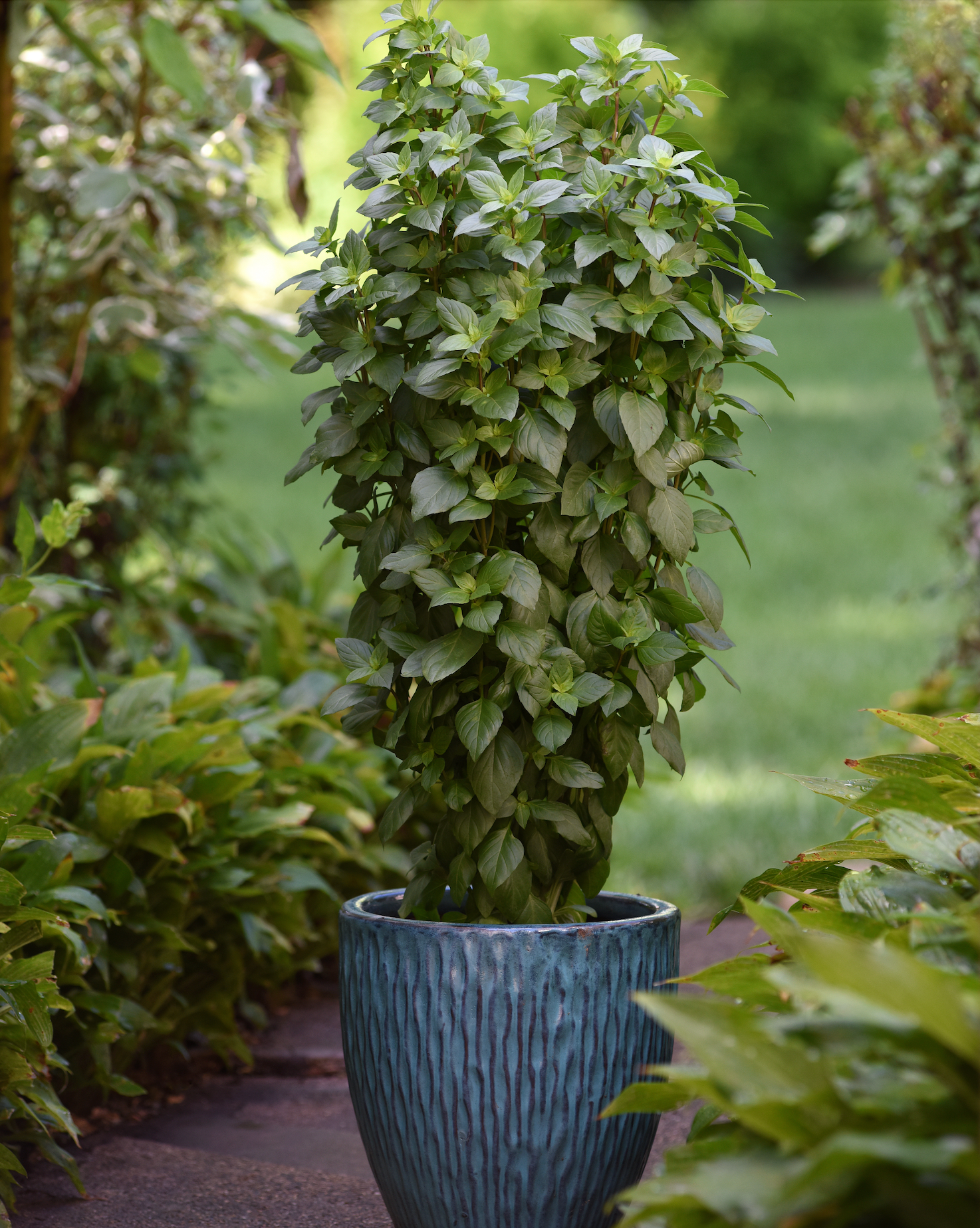 Seeds 'n Such Everleaf Thai Towers Basil Seeds