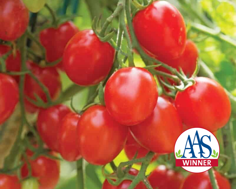 planting hybrid tomato seeds Fantastico Hybrid Tomato Seeds