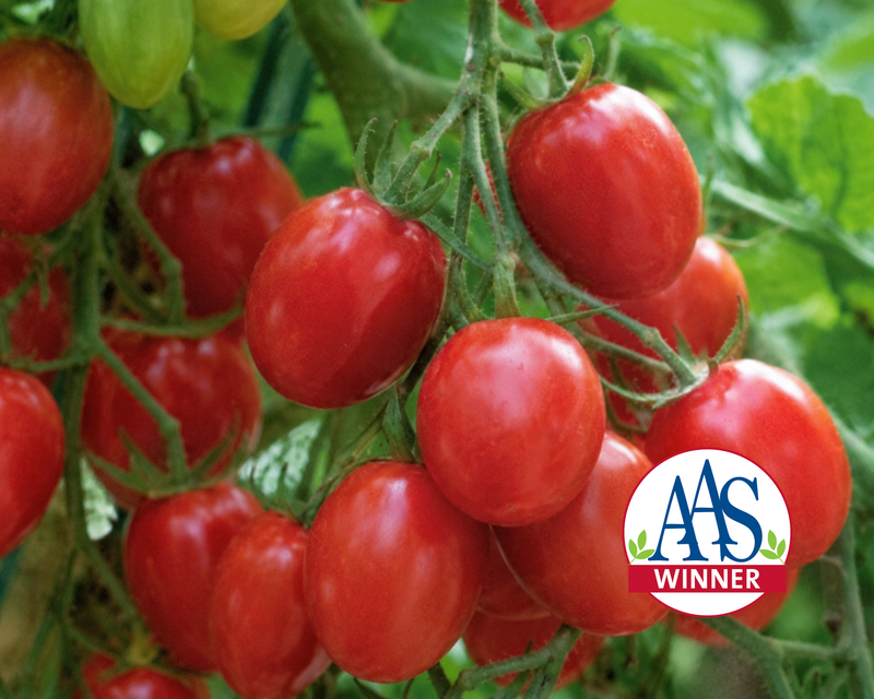 Fantastico Hybrid Tomato Seeds