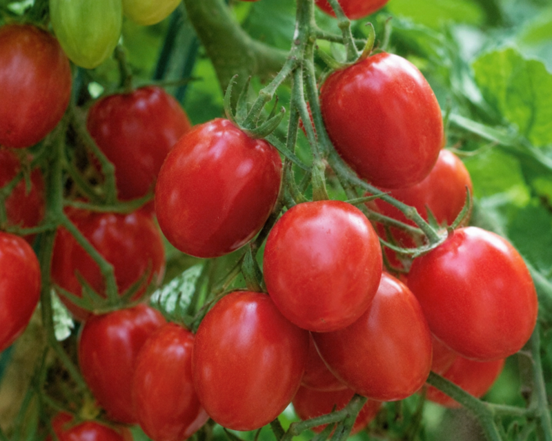 Fantastico Hybrid Tomato Seeds