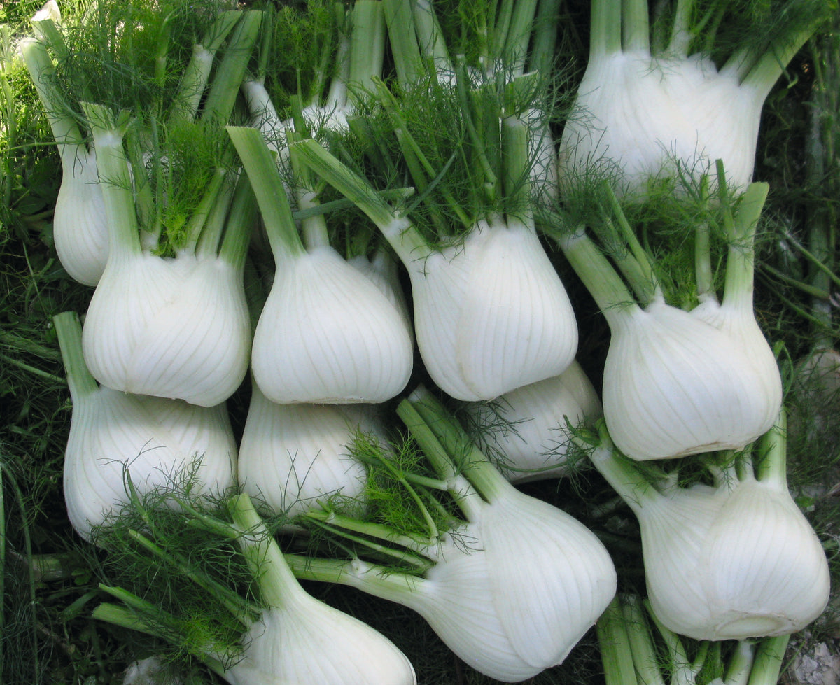 Dragon Hybrid Fennel Seeds