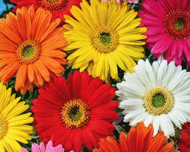 California Giants Mix Gerbera Daisy Seeds