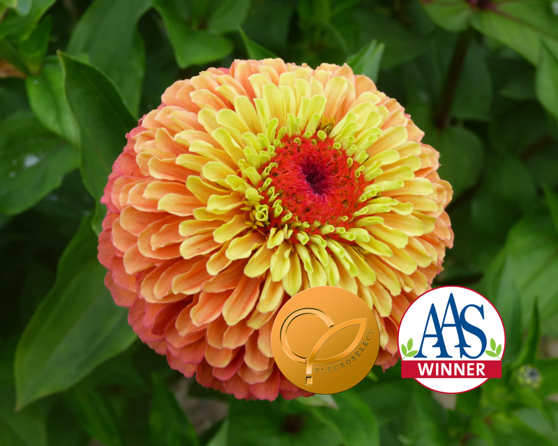Queeny Lime Orange Zinnia Seeds