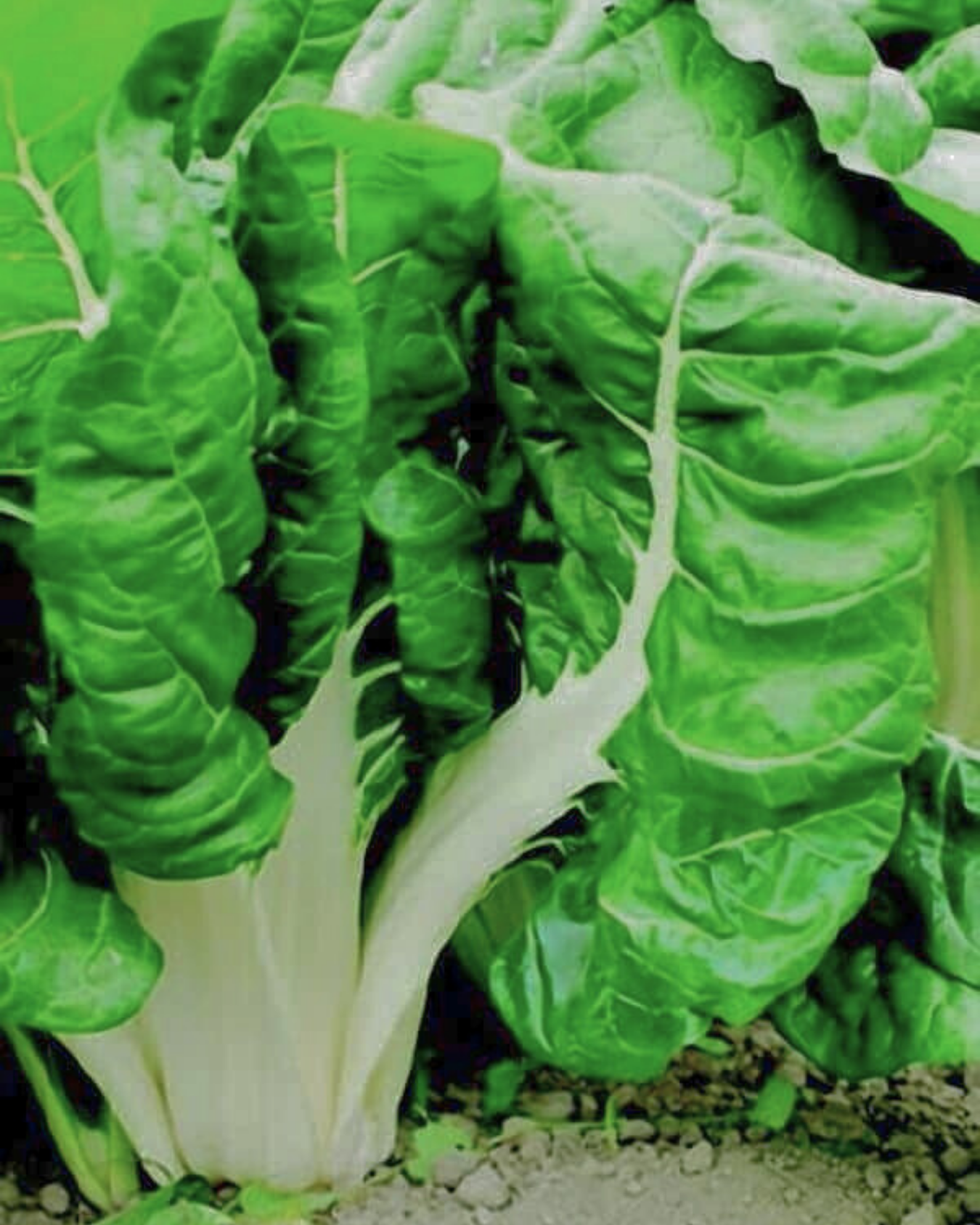 Swiss Chard