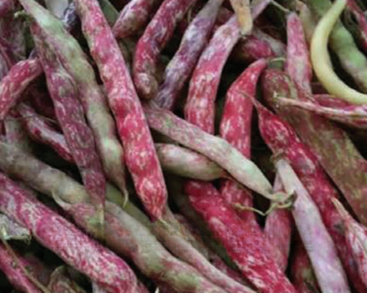 French Horticultural Bush Bean Seeds