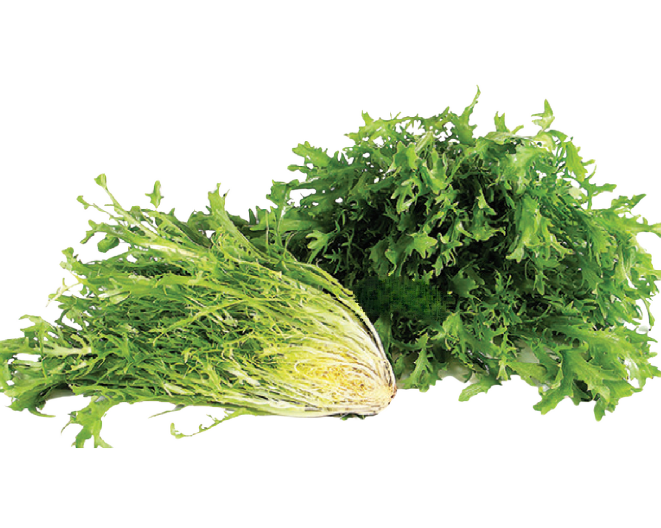 Endive