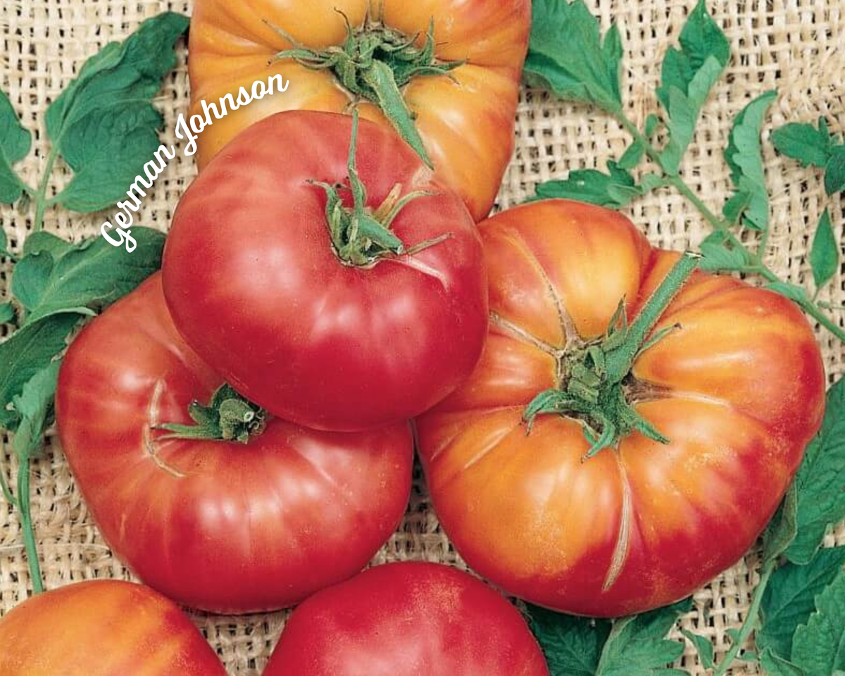 German Johnson Pink Tomato Seeds — Seeds 'n Such