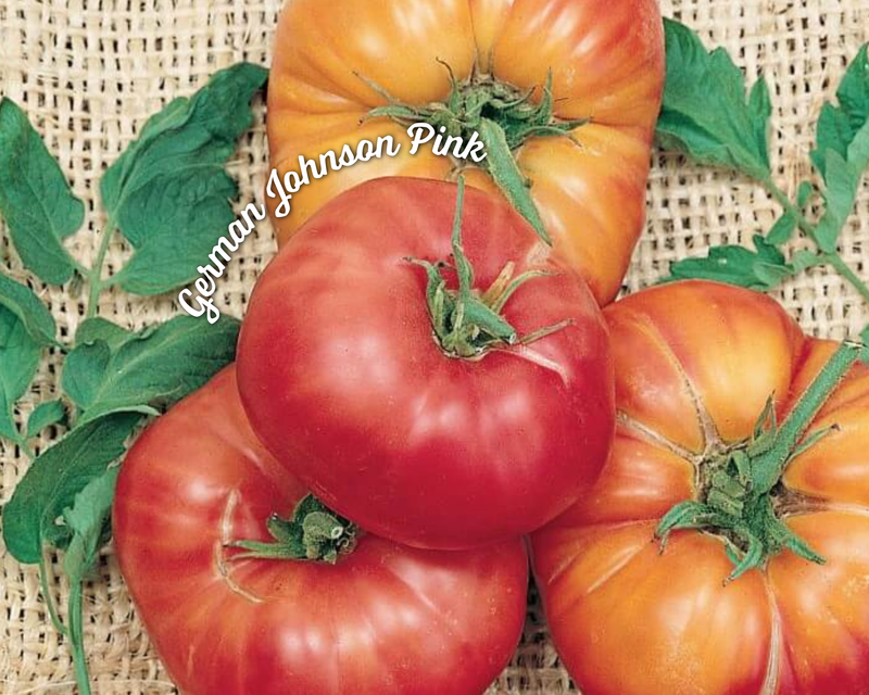 German Johnson Pink Tomato Seeds