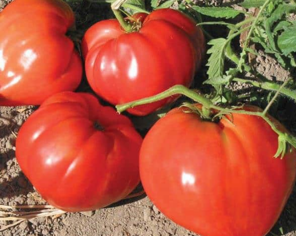 German Red Strawberry Tomato Seeds — Seeds 'n Such