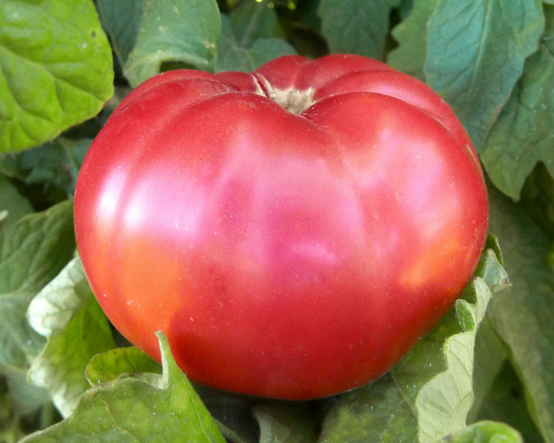 Giant Belgium Heirloom Beefsteak Tomato Seeds