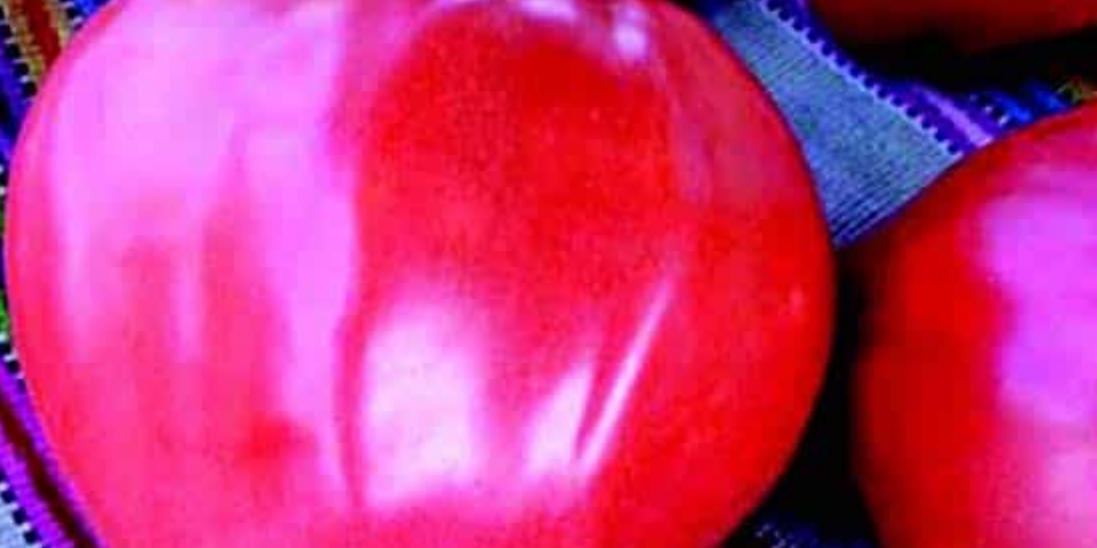 Tomato Pink Oxheart Seeds - Opige's Organic Farm, Northern Uganda Tomato Pink Oxheart Seeds - Opige's Organic Farm, Northern Uganda