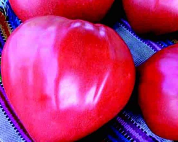Pink Oxheart Tomato Seeds, 30 Seeds, Non-GMO, Heirloom Pink Oxheart Tomato Seeds, 30 Seeds, Non-GMO, Heirloom