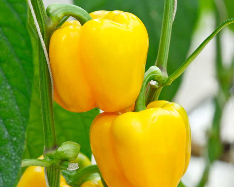 Golden Calwonder Pepper Seeds