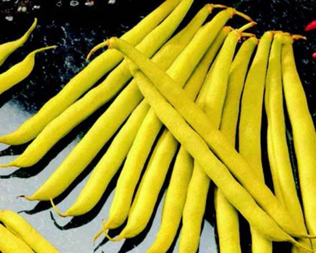 Improved Golden Wax Bush Bean Seeds