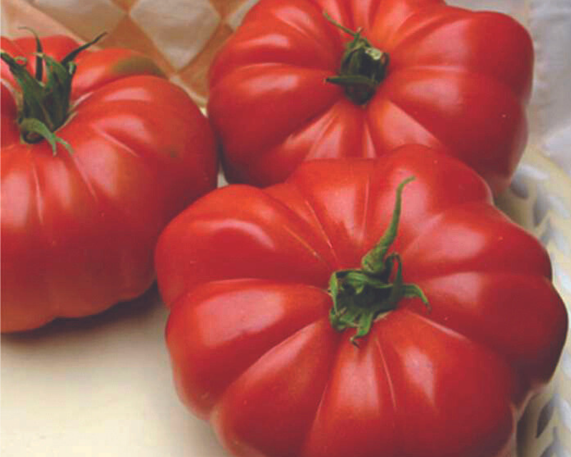 Grandma's Pick Hybrid Beefsteak VFNSt Tomato Seeds