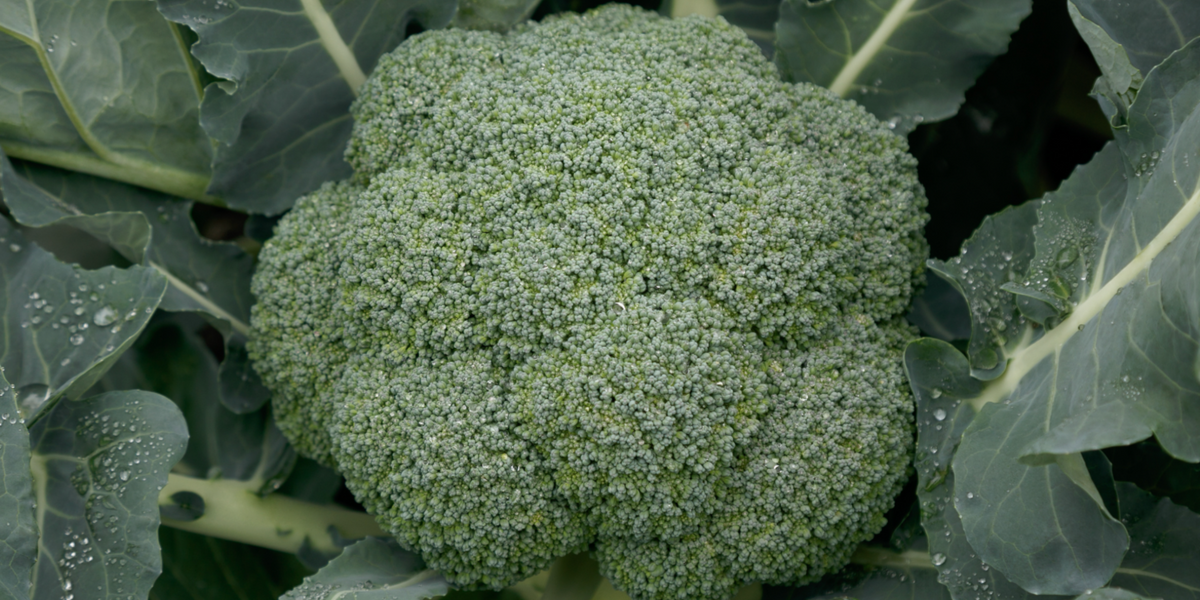 Gypsy Hybrid Broccoli Seeds — Seeds 'n Such