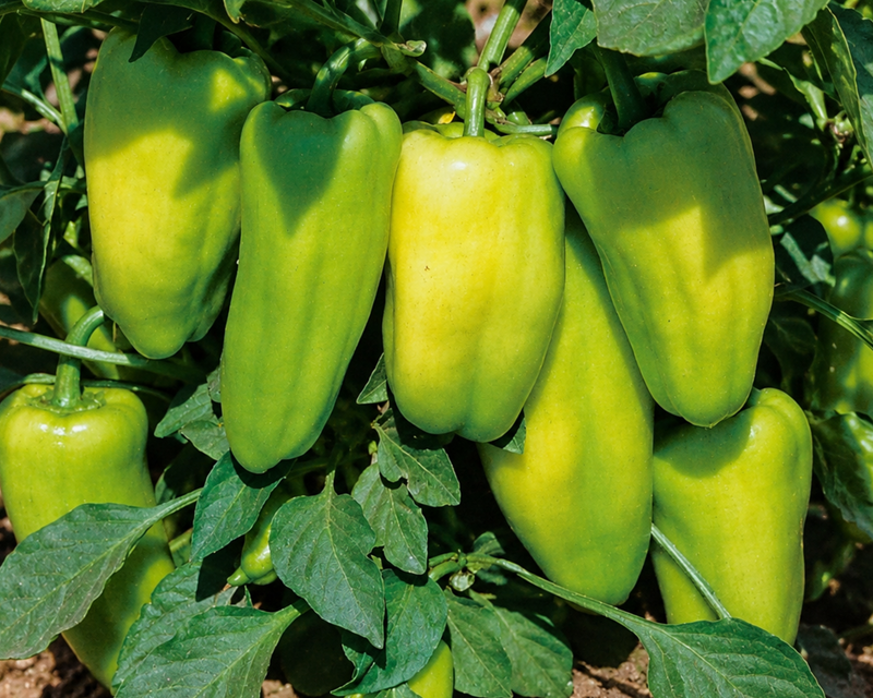 Gypsy Hybrid Pepper Seeds