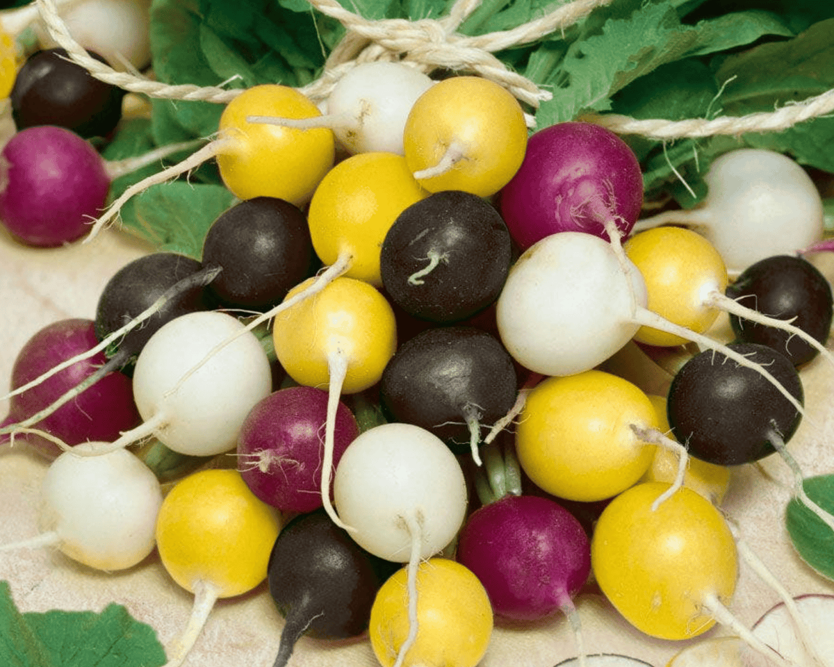 Halloween Mix Radish Seeds