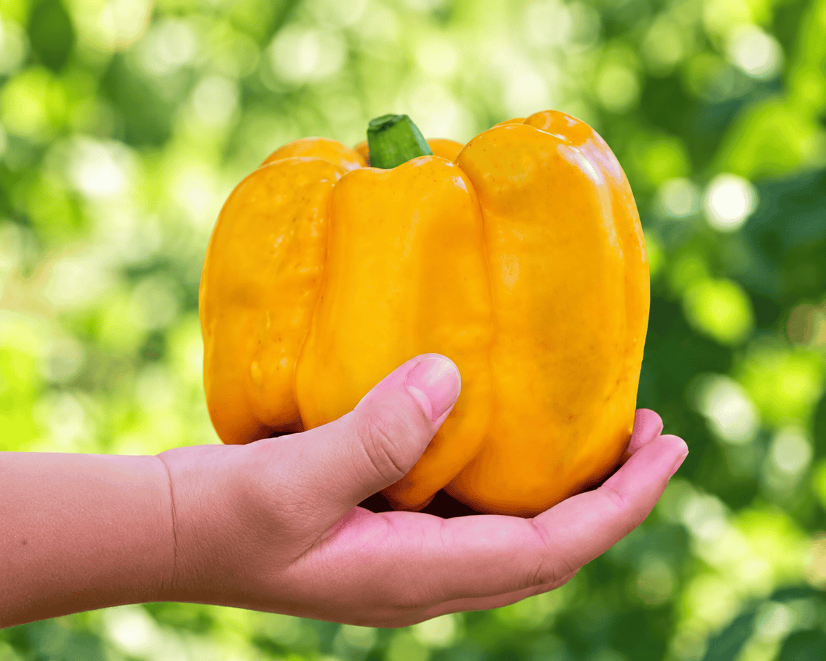 Super Heavyweight Hybrid Sweet Bell Pepper Seeds