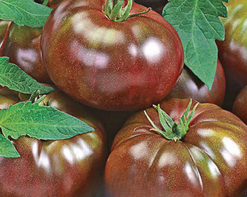 Heirloom Black Hybrid Tomato Seeds