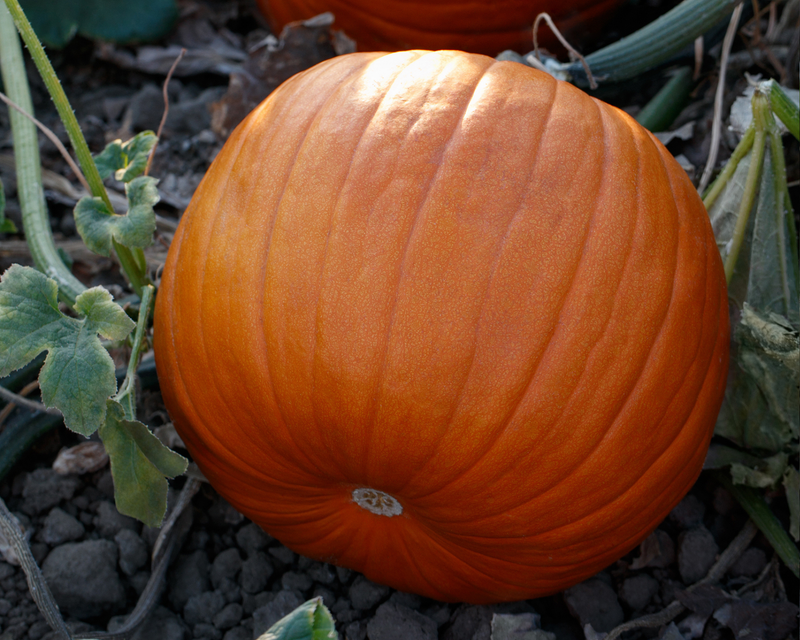 Hijinks Hybrid Pumpkin Seeds