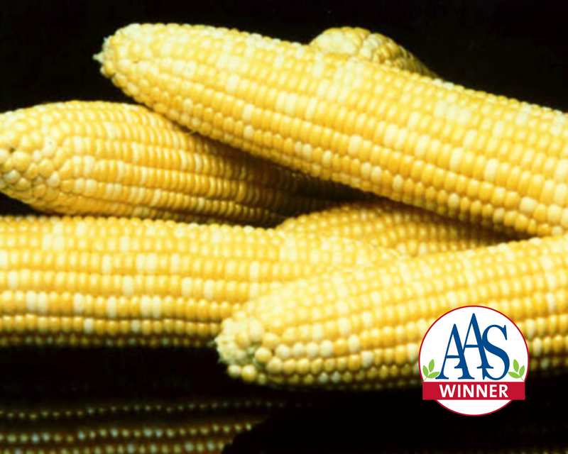 Honey 'N Pearl™ (bicolor sh2) Hybrid Sweet Corn Seeds