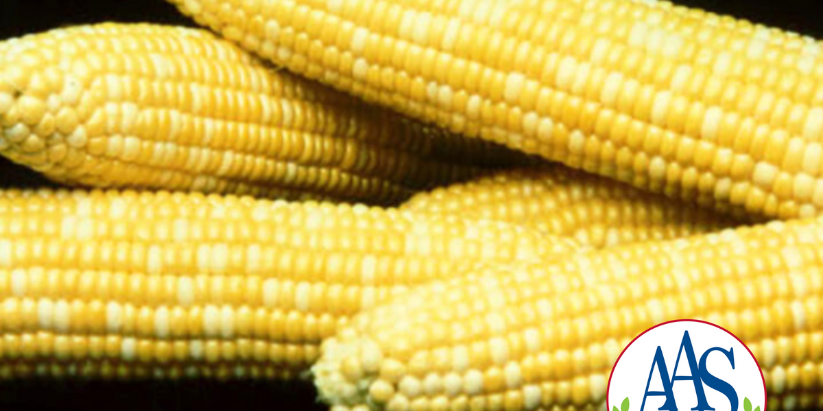 Honey 'N Pearl™ (bicolor sh2) Hybrid Sweet Corn Seeds — Seeds 'n Such