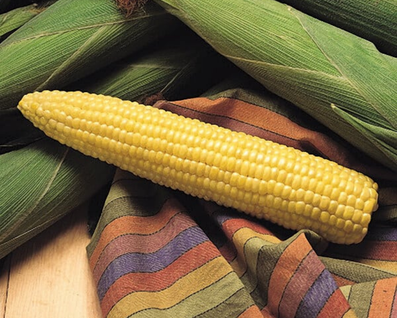 Honey Select (yellow syn) Hybrid Sweet Corn Seeds