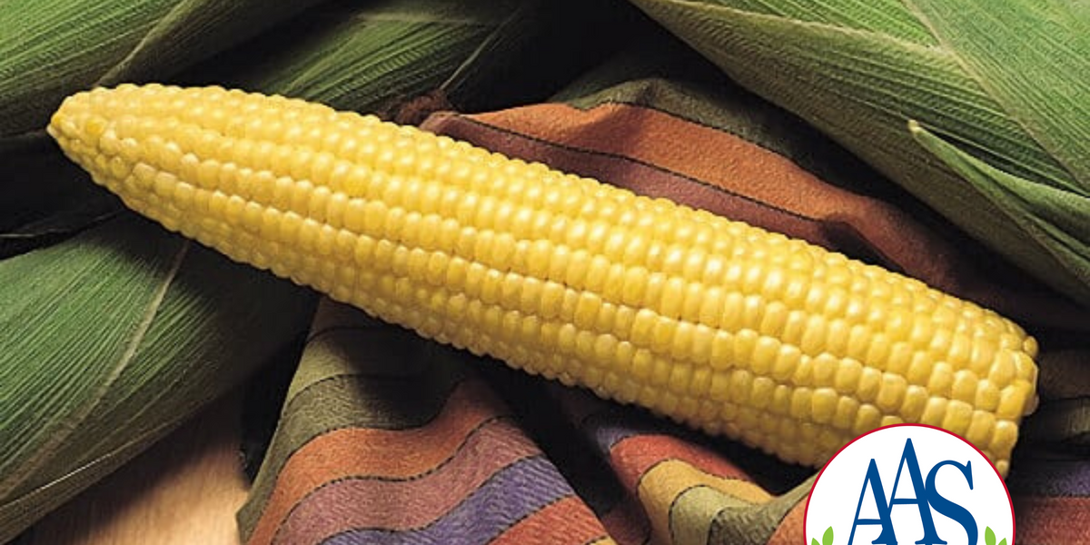 ハニー　YELLOW CORN Honey Select (yellow syn) Hybrid Sweet Corn Seeds — Seeds 'n Such