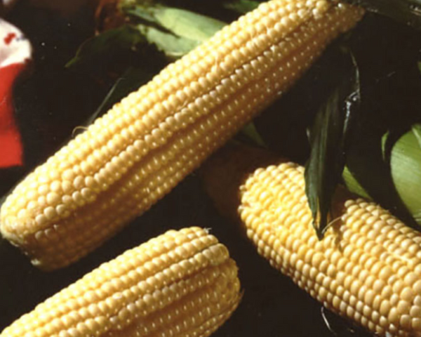 Illini Xtra-Sweet (yellow sh2) Hybrid Sweet Corn Seeds — Seeds 'n Such