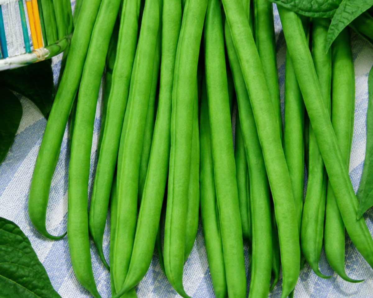 Improved Tendergreen Bush Bean Seeds